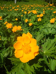 Trollius sajanensis