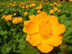 Trollius sajanensis