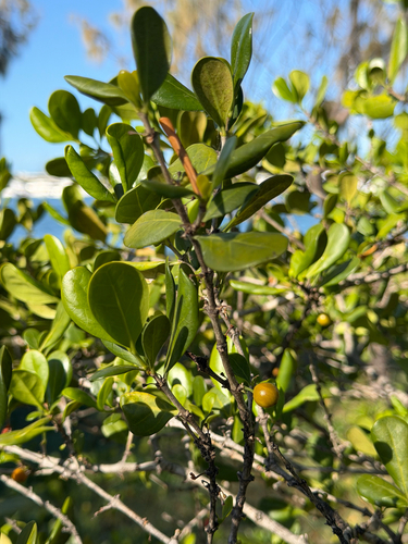 Cyclophyllum coprosmoides, photograph 1