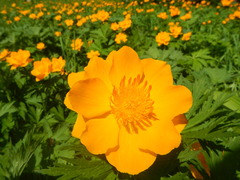 Trollius sajanensis