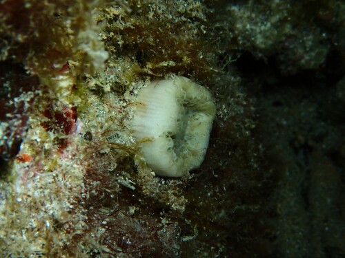 Pig-tooth Coral