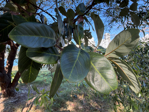 Alectryon coriaceus, 2026-09-18