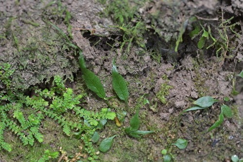 Asian walking fern