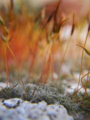 Tortula muralis