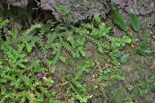 Selaginella davidi