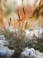 Tortula muralis