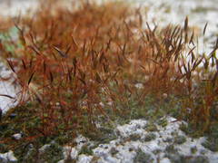 Tortula muralis