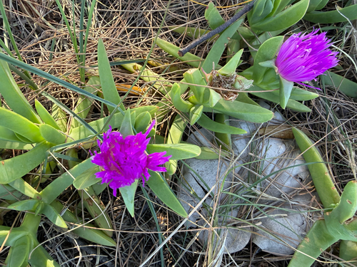 Carpobrotus glaucescens