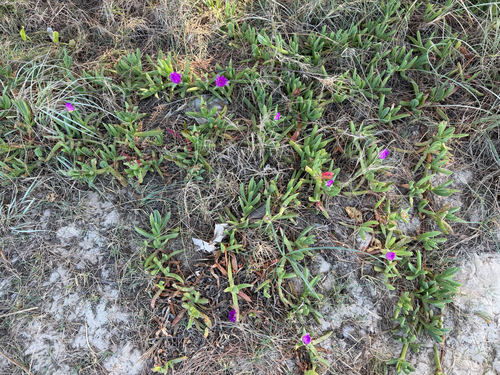 Carpobrotus glaucescens, photograph 1