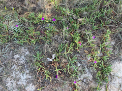 (c) smathichong, some rights reserved (CC BY) Carpobrotus glaucescens, photograph (c) smathichong, some rights reserved (CC BY)