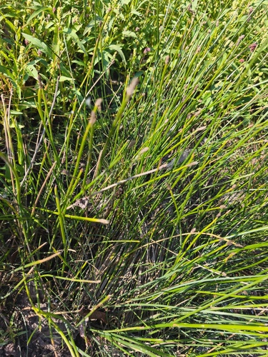 Eleocharis palustris observed 2026-09-19