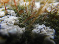 Tortula muralis