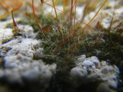 Tortula muralis