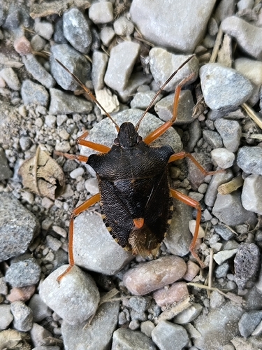 Forest Bug