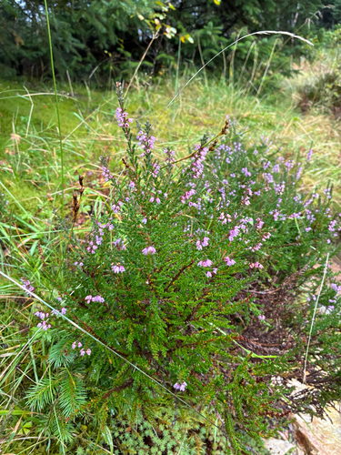 common heather