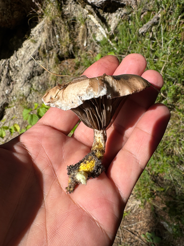 Slimy Spike