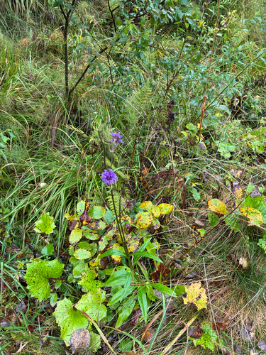 Devil's-bit Scabious