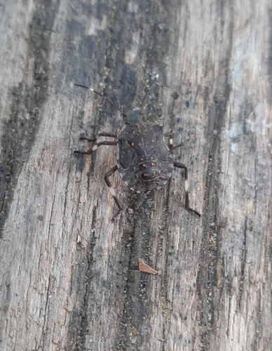 Brown Marmorated Stink Bug