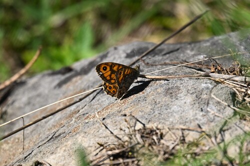 Wall Brown