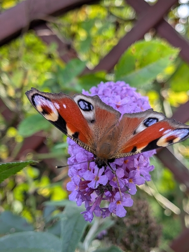 European Peacock Butterfly