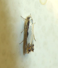 Polyhymno chionarcha