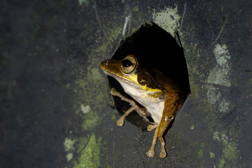 Polypedates macrotis, 2026-09-12