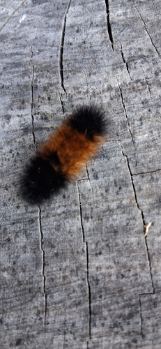 Isabella Tiger Moth