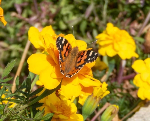 Painted Lady
