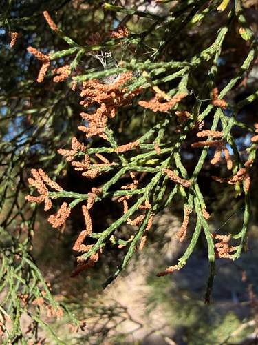 Callitris columellaris