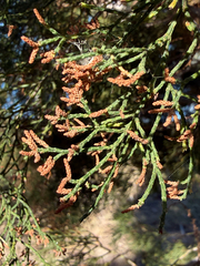 Callitris columellaris