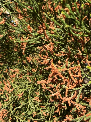Callitris columellaris, photograph 2
