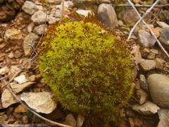 Weissia