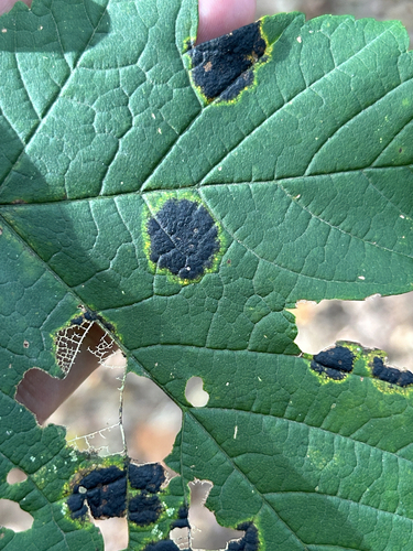 Black Tar Spot