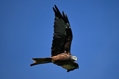 Red Kite