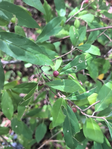 autumn olive