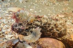 Aploactisoma milesii