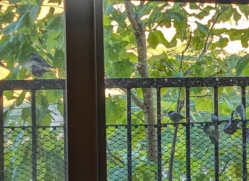 Mountain Chickadee