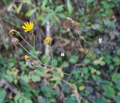 Hieracium sylvularum
