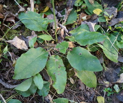 Hieracium sylvularum