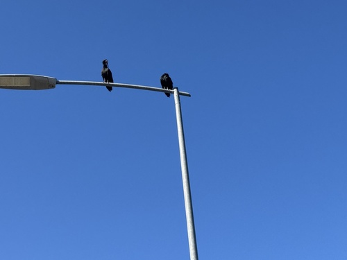 Northern Bald Ibis
