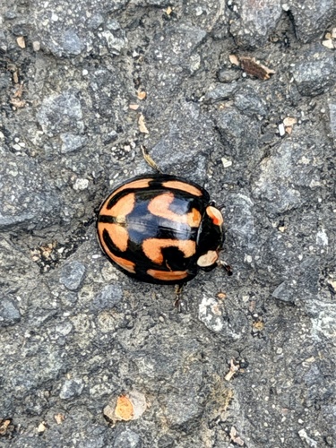 Aiolocaria hexaspilota