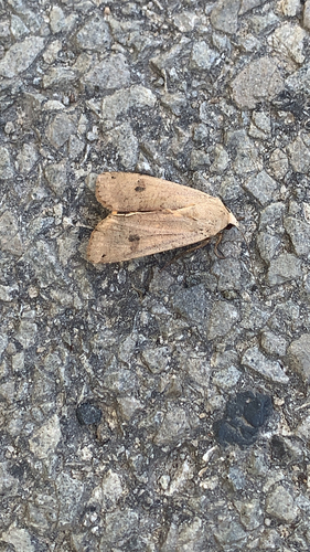 Large Yellow Underwing