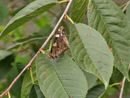 Red Admiral