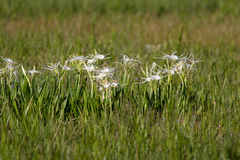 Hymenocallis liriosme
