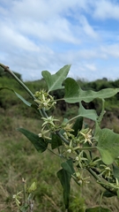 Araujia odorata