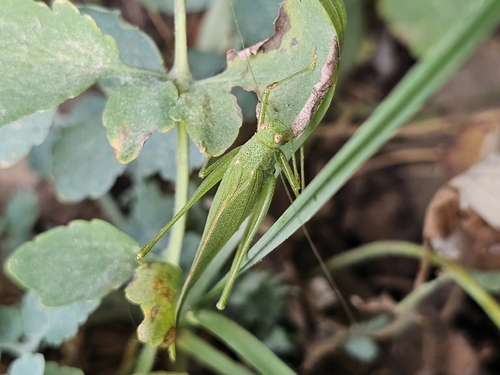 Mediterranean Katydid