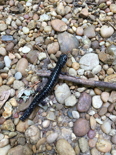 Plethodon mississippi