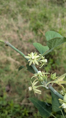Araujia odorata, photograph 2