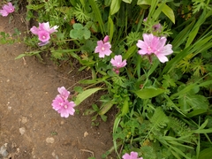 Sidalcea malviflora malviflora
