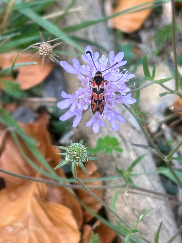 Chalk Burnet